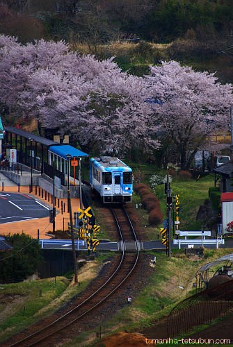 山岡駅の桜