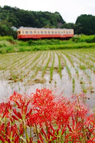 彼岸花と