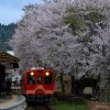 山岡駅の桜